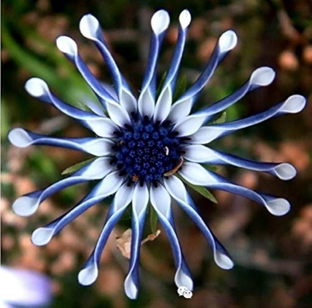 Blue Eyed Daisy Osteospermum Flower - for planting in home garden
